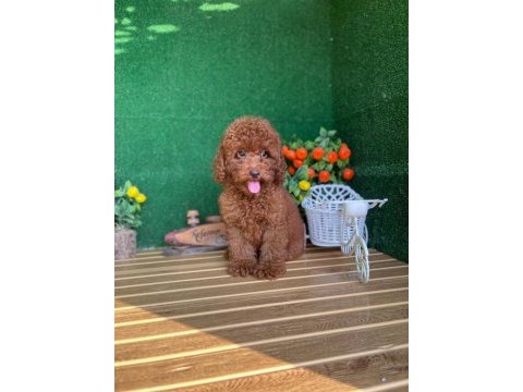 Toy poodle bebekleri referans yavru