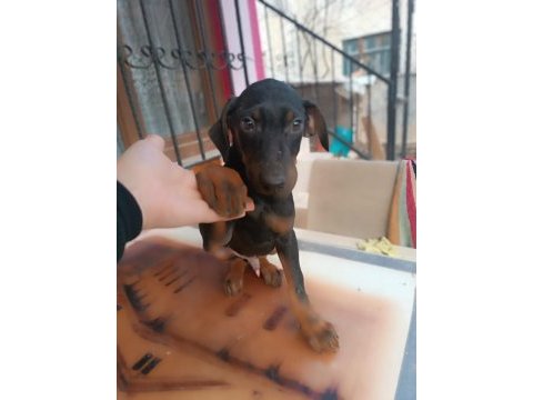 King doberman yavrular