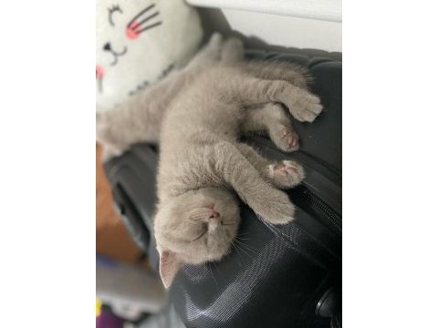 Minik british shorthair yavrularımıza yuva arıyoruz