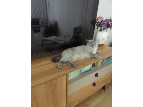 British shorthair blue point 2 yaşında