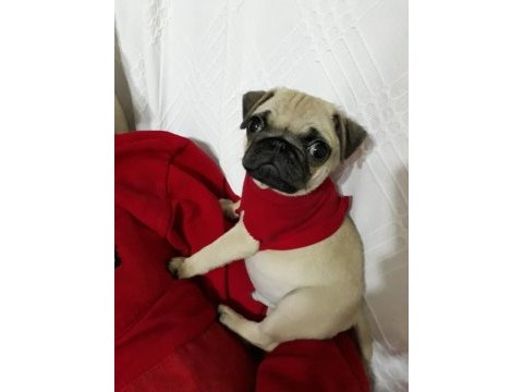 Safkan orjinal siyah pug yavruları