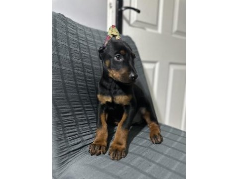 Aşılı veya aşısız estetikli doberman köpekler
