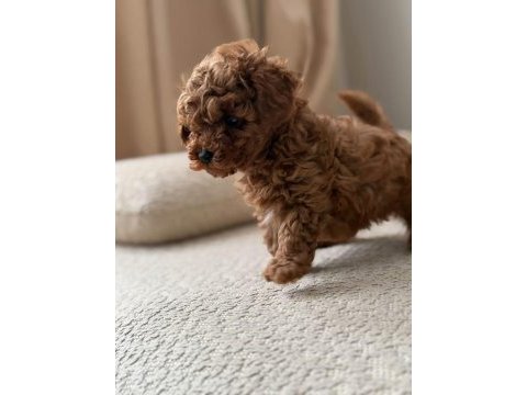 Ruhsatlı köpek çiftliğinden toypoodle yavrularımız 