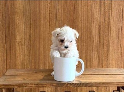 Teacup maltese bebeklerimiz