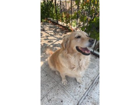 Ücretsiz golden retriever yuva arıyoruz