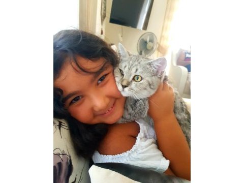 Karamelimize yuva arıyoruz british shorthair