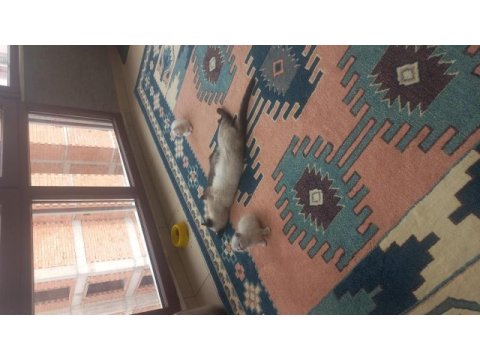 British shorthair 1 aylık