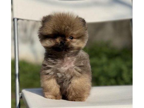 Mikro tea cup mükemmel yapıda pomeranian boo