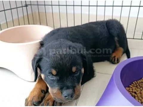 Rottweiler yavrularımız