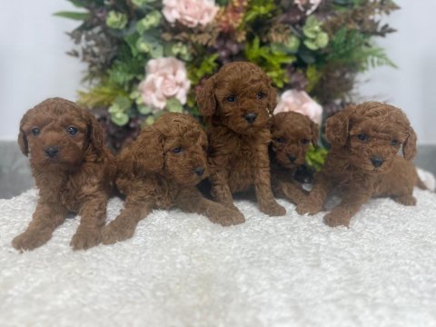 Erkek red brown kore poodle yavrularım