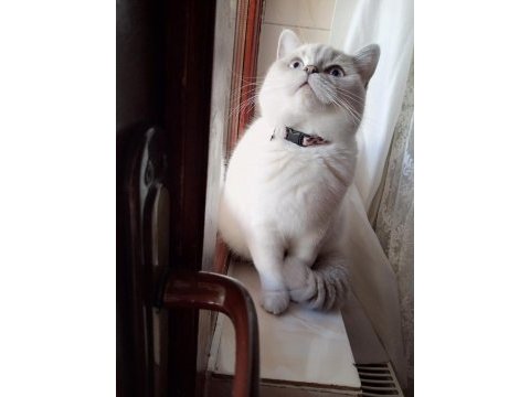 11 aylık british shorthair