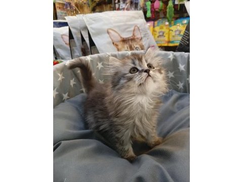 Yavru british longhair