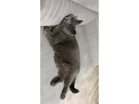 Son derece uysal eğitimli ve herşeyi tam luna