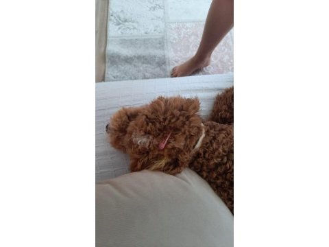 Toy poodle maltipoo yavrusu