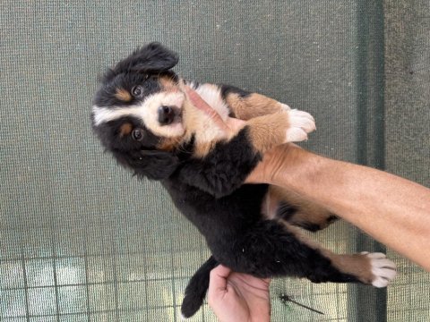 Bernese cinsi yavrularımız