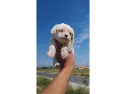 Maltese terrier yavruları bembeyaz kartopu
