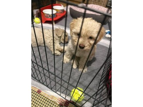 Maltipoo kalite yavrular ırk sağlık garantili