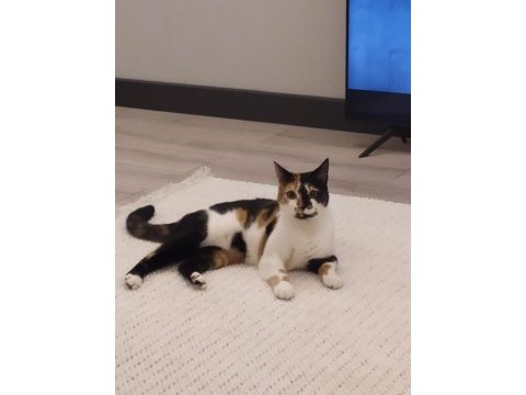 2 yaşında kedimiz lady imizi sahiplendiriyoruz
