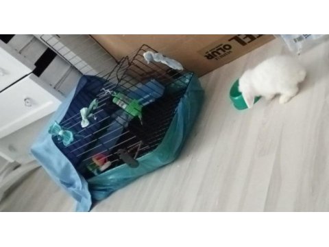 Sahibinden orijinal hollanda teddy lop tavşanı