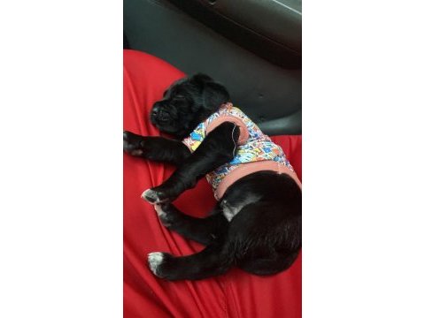 2 aylık yavru cane corso