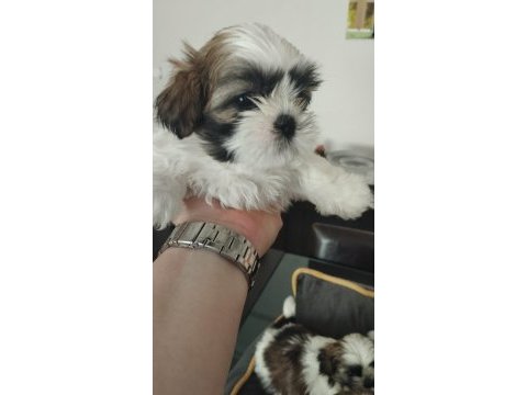 40 günlük ırk garantili shih tzu yavrular
