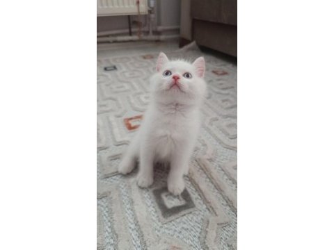 Sadece aileye british shorthair
