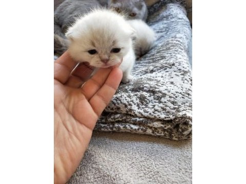 Son iki erkek yavru scottish fold