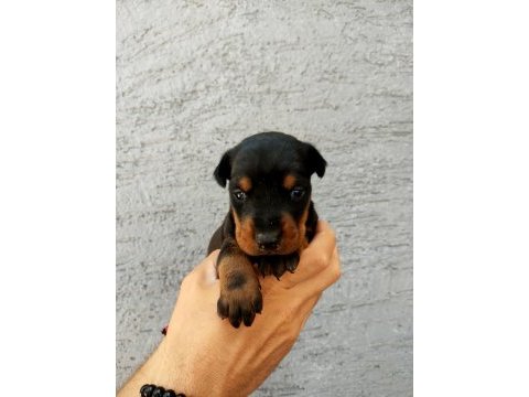 Doberman secereli yavrular