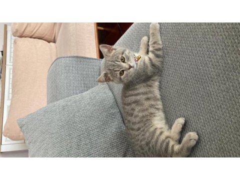 3 buçuk aylık british shorthair yavru