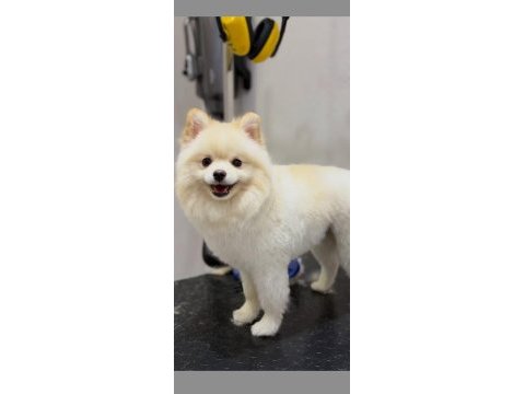 Eğitimli ve karakteri oturmuş 8 aylık pomeranian