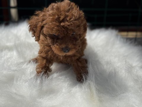 Petmode köpek çiftliğinden kore toy poodle
