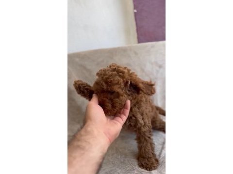 Toy poodle