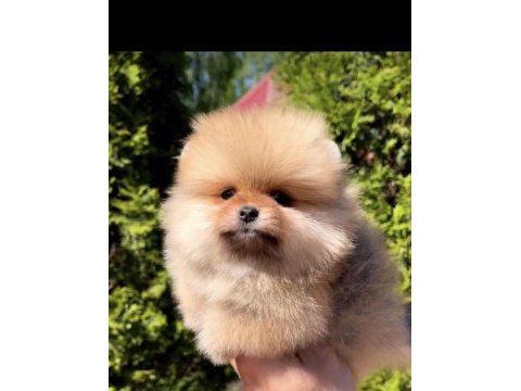 Daha iyisi yok ayı surat pomeranian boo