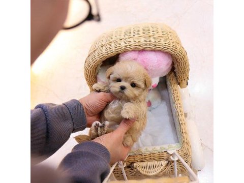 Star maltipoo bebeklerimiz