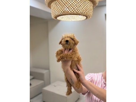 Maltipoo bebekler 