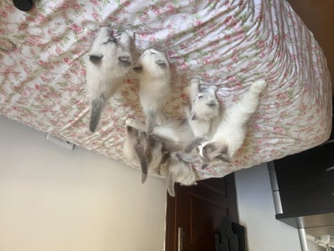 Ragdoll yavruları
