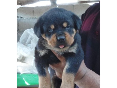 Macar koca kafa rottweiler yavrumuz