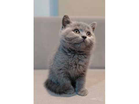 British shorthair erkek yavrumuz