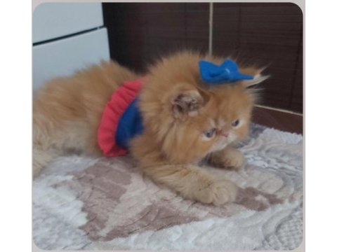 İran exotic longhair bebekler