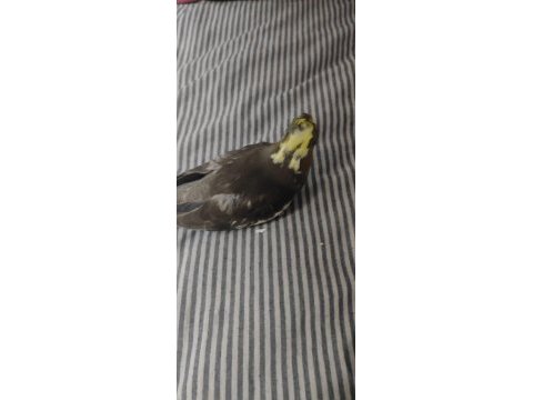 Sultan papağanı 4 adet yavru