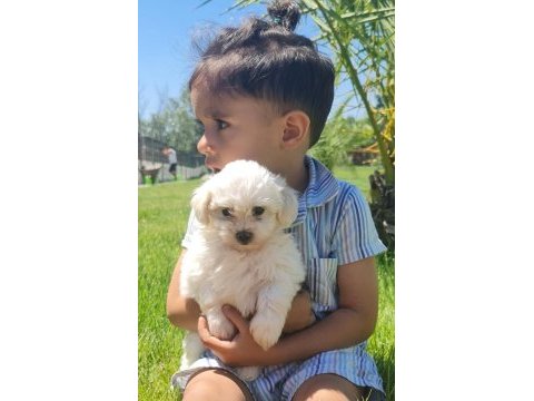 Safkan maltese terrıer (malta köpeği)