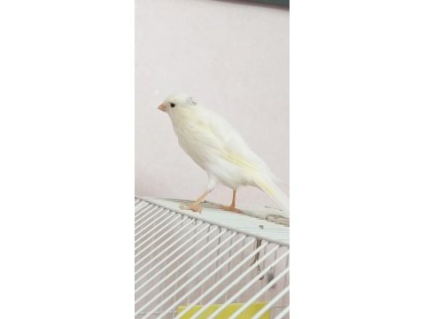 Kanarya erkek konuşan kuşlarımız gönderim sağlanır