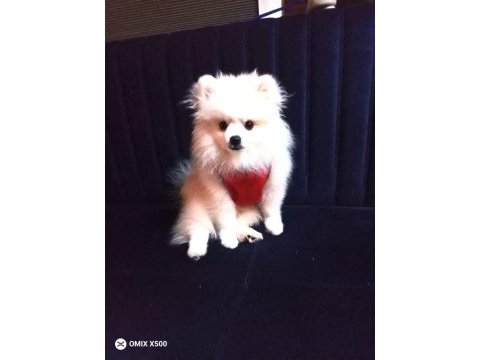 Pomeranian boo erkek karnesi var