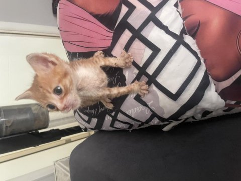 Sokağa atılan yavru sarmanlarımız yuvasını arıyor