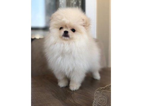 3 aylık dişi orijinal pomeranian boo