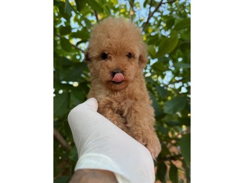 Toy poodle bebekleri