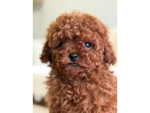 Toy poodle yavrularımız