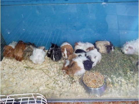 Yavru ginepig