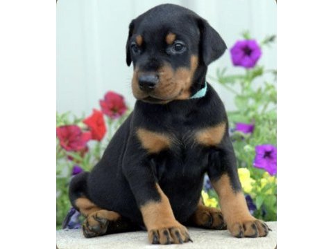Safkan a kalite doberman dişi erkek yavrularımız