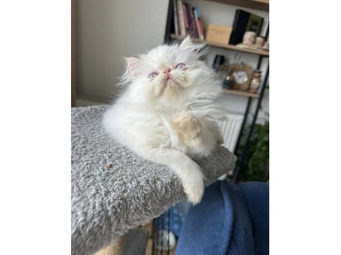 İran persian ( show kalite )